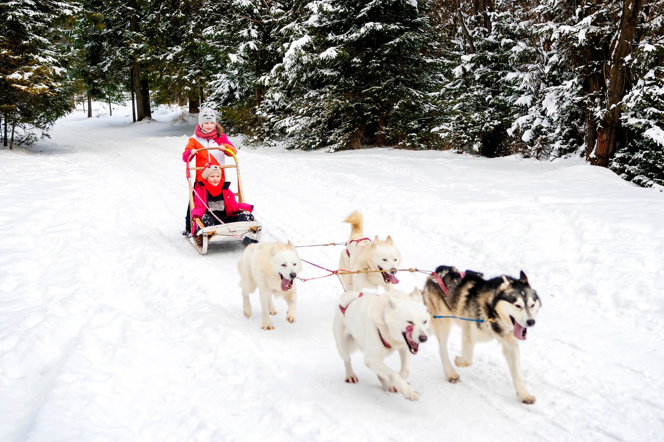 Dog sledding